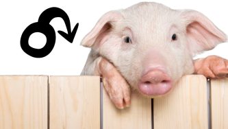 מה הקשר בין חזירים ובעיות זקפה?